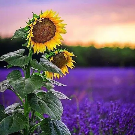 Lägenhet Sunset *